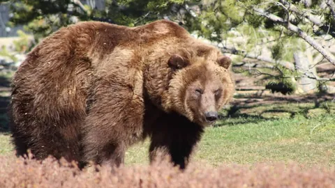 阿尔瓦雷斯获本轮欧冠最佳球员殊荣